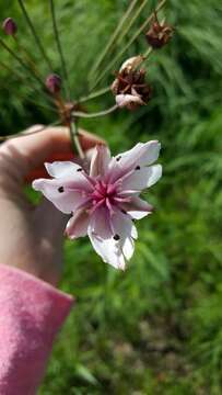 Image of flowering rush family