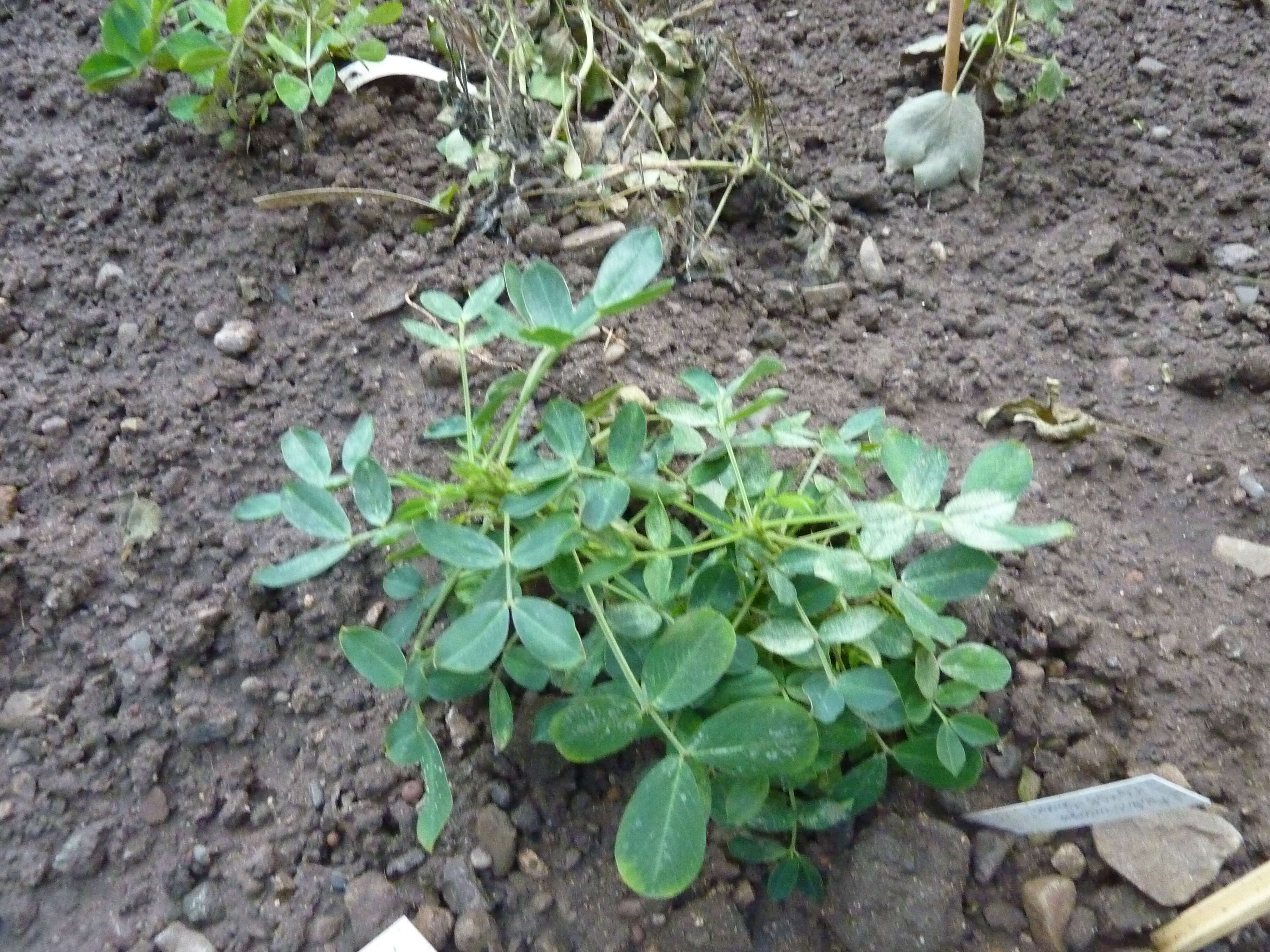 Plancia ëd Arachis hypogaea L.