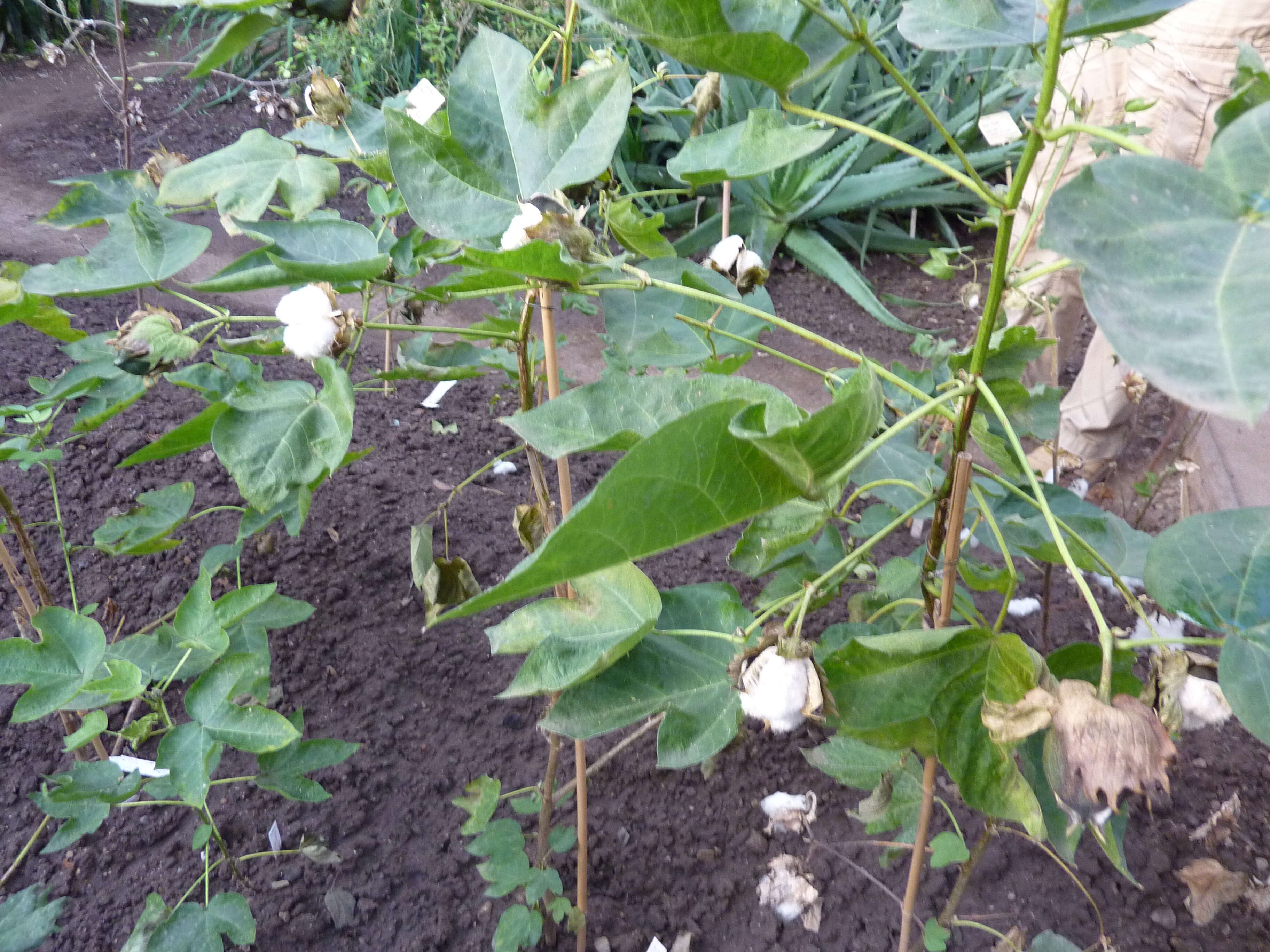 Image of upland cotton