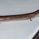 Image of White-spotted Supple Skink