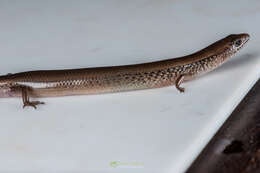 Image of White-spotted Supple Skink