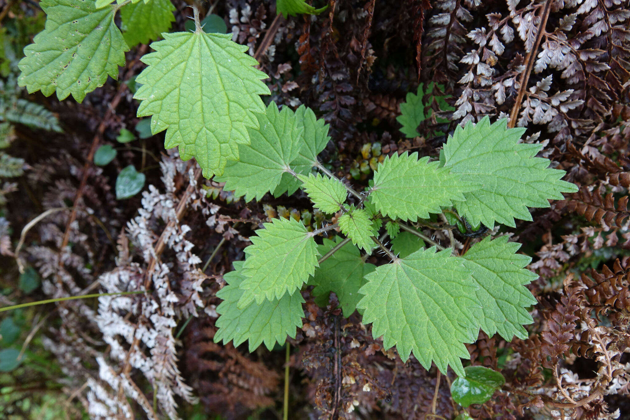 Image of Urtica sykesii Grosse-Veldm. & Weigend