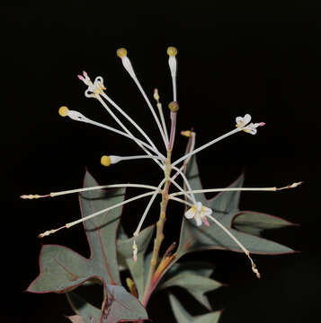 Plancia ëd Grevillea manglesii subsp. manglesii