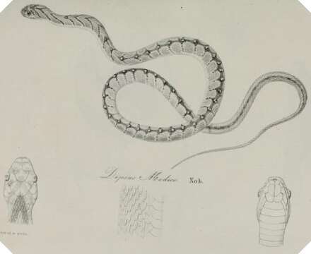 Image de Dasypeltis medici (Bianconi 1859)