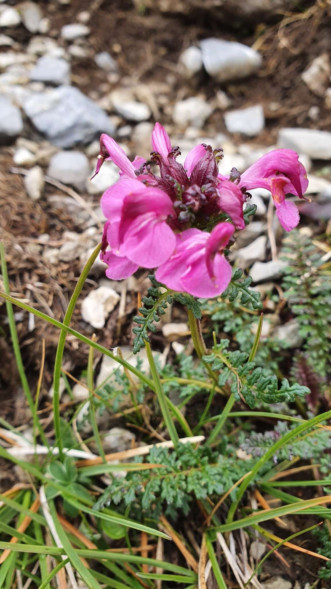 Image of beaked lousewort