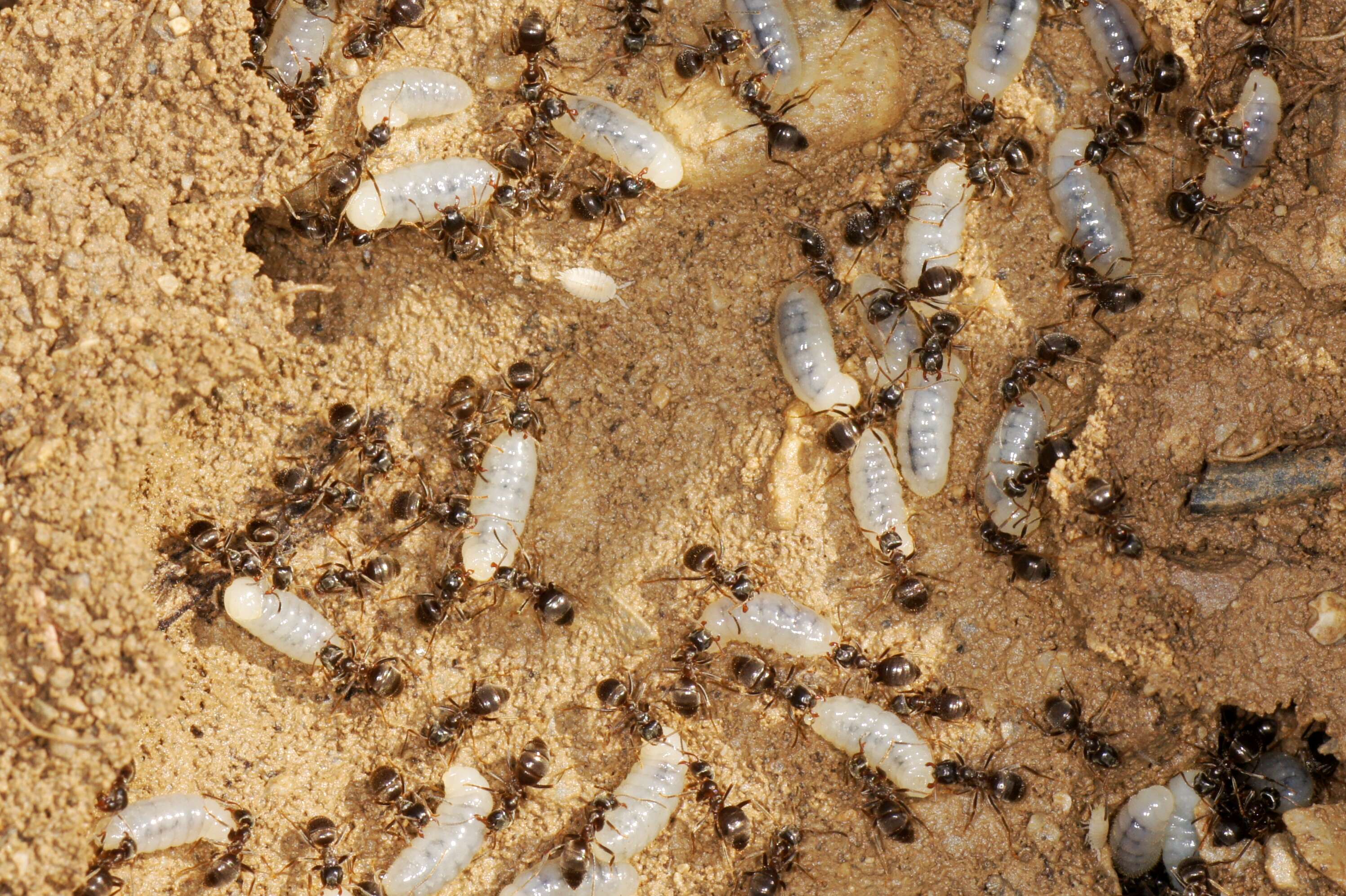 Image de Lasius psammophilus Seifert 1992