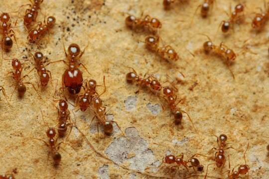 Image of Pheidole pallidula (Nylander 1849)