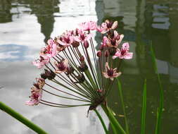 Image of flowering rush family