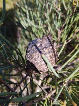 Image of Hakea cycloptera R. Br.