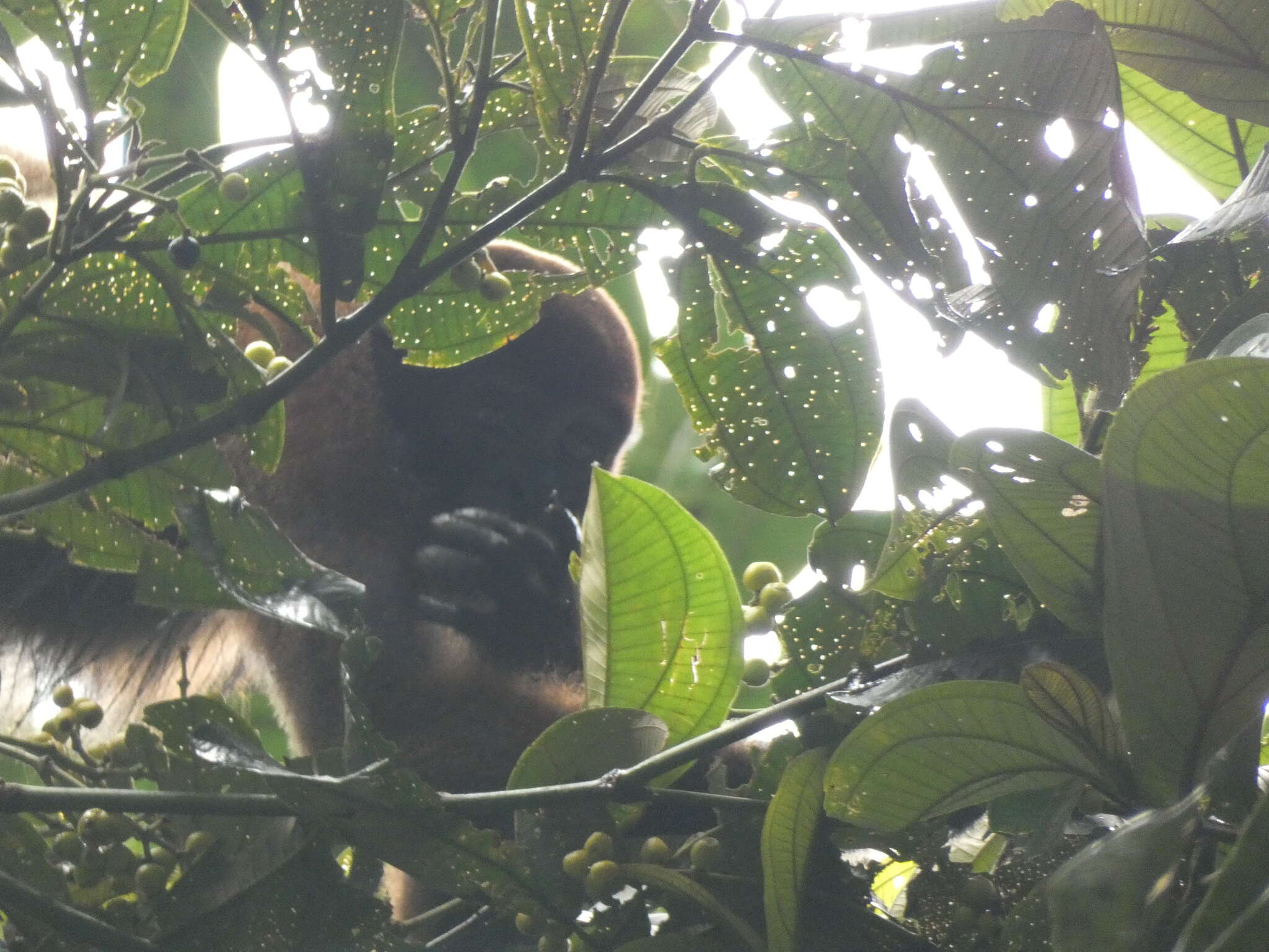 Image of Poeppig's Woolly Monkey