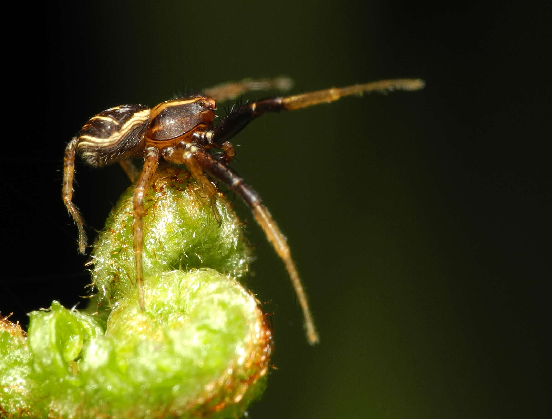 Image of Xysticus ulmi (Hahn 1831)