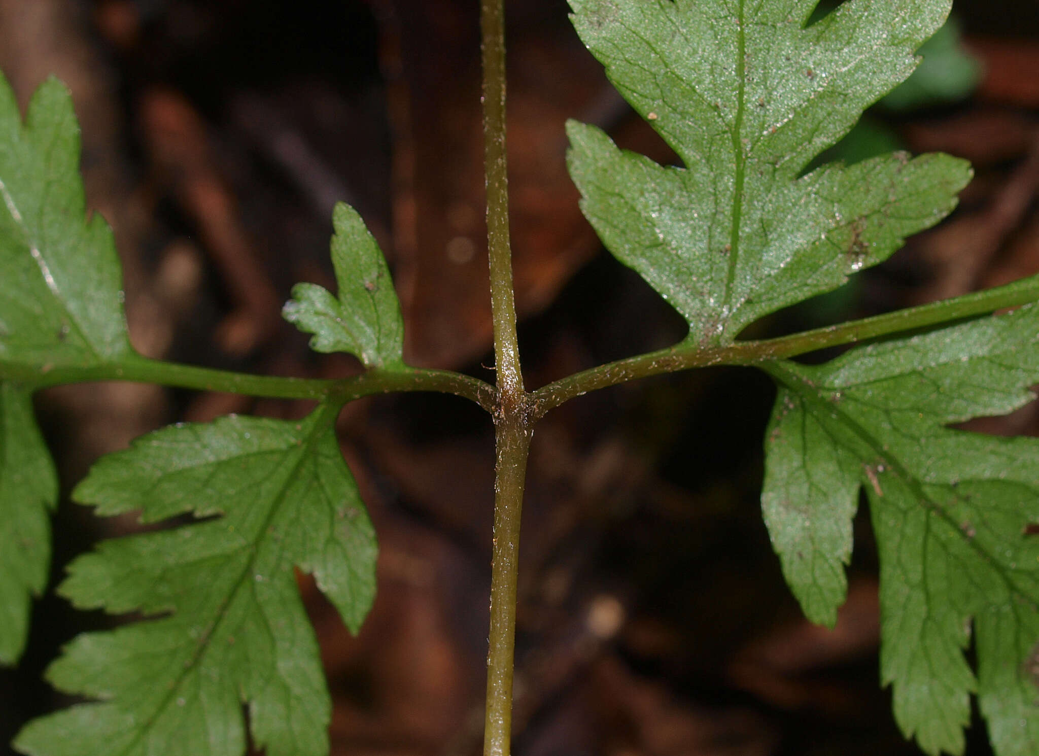 Image of Pteris macilenta A. Rich.