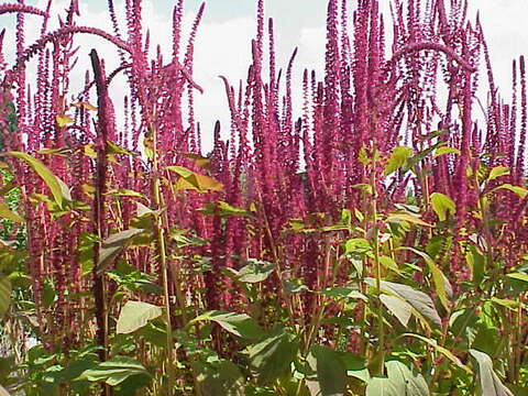 Image of Mexican Grain Amaranth