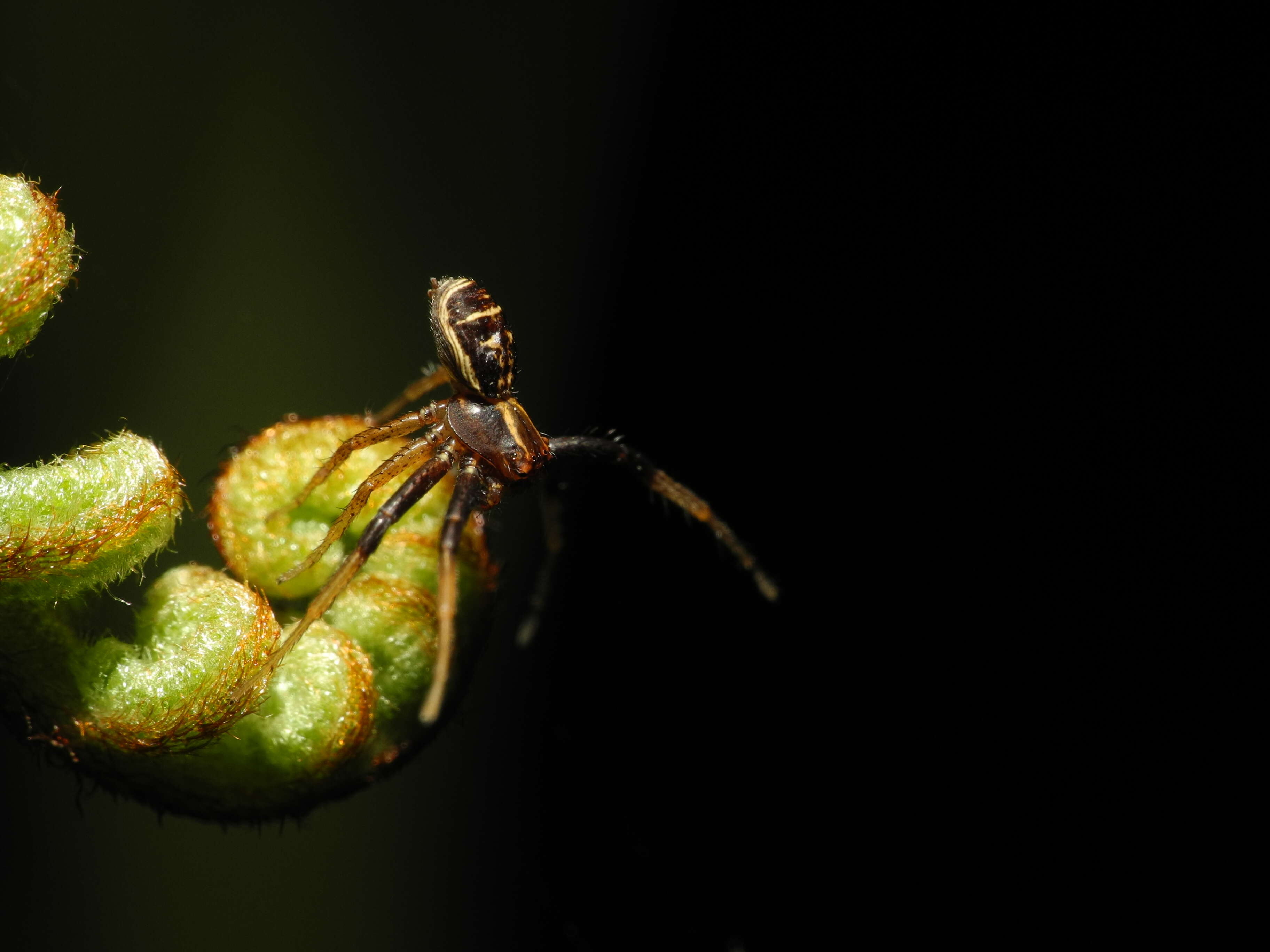 Image de Xysticus ulmi (Hahn 1831)