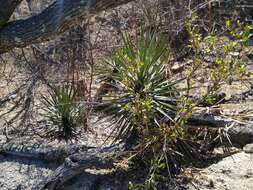 Image of Yucca capensis L. W. Lenz