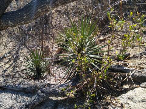 Image of Yucca capensis L. W. Lenz