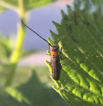 Image of Raspberry Cane Borer