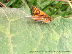 Image of Ancyloxypha melanoneura Felder & Felder 1867