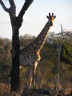 Image of Giraffe