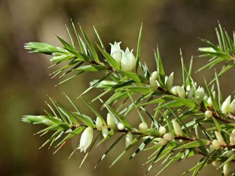 Image of urn heath