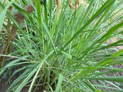 Image of citronella grass