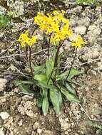 Image of Small Black-Tip Ragwort