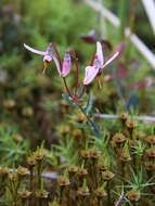 Image of Bog Cranberry