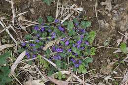 Image of Ajuga decumbens Thunb.