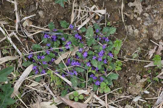 Слика од Ajuga decumbens Thunb.