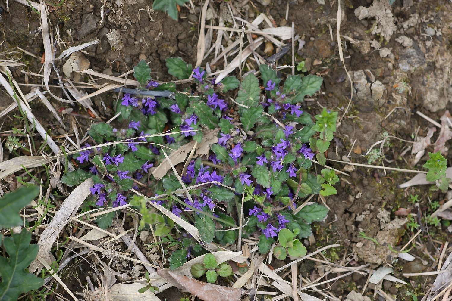 Image of Ajuga decumbens Thunb.