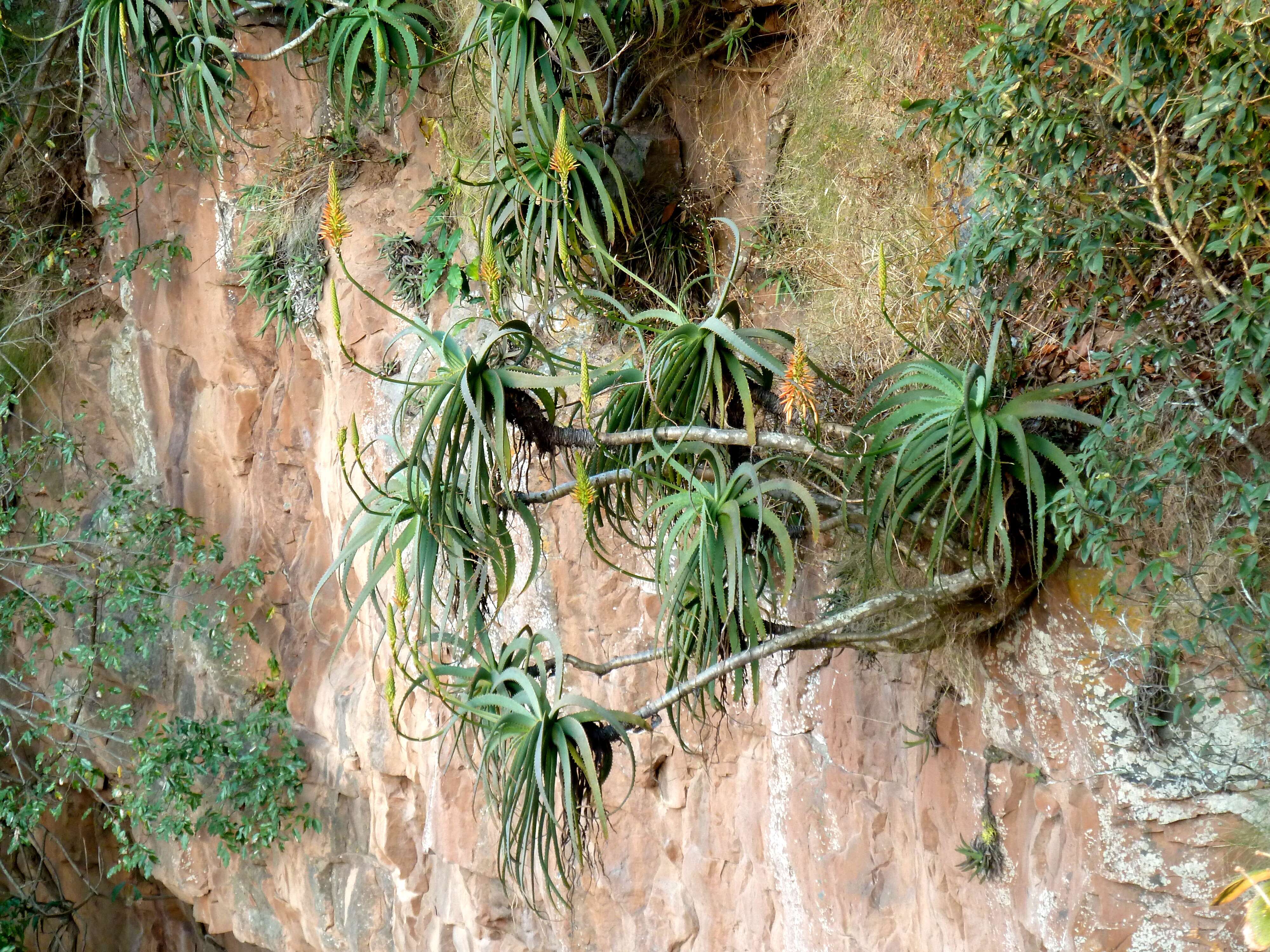 Image of candelabra aloe
