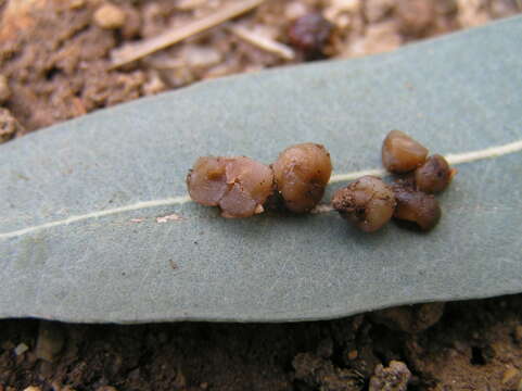 صورة Ruhlandiella berolinensis Henn. 1903