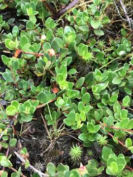 Myrteola nummularia (Poir.) O. Berg resmi