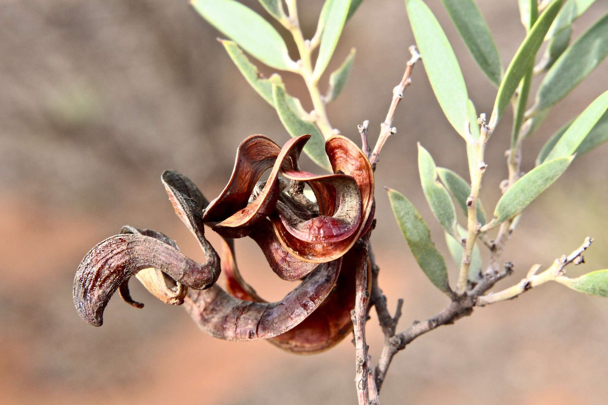 Sivun Acacia oswaldii F. Muell. kuva