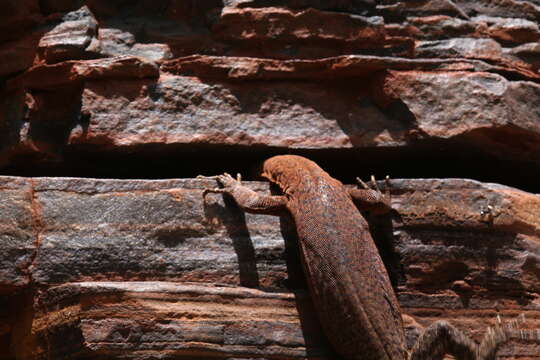 Image of Varanus hamersleyensis Maryan, Oliver & Fitch