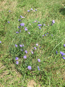 Image of chicory