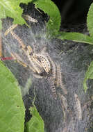 Image of Bird-cherry Ermine