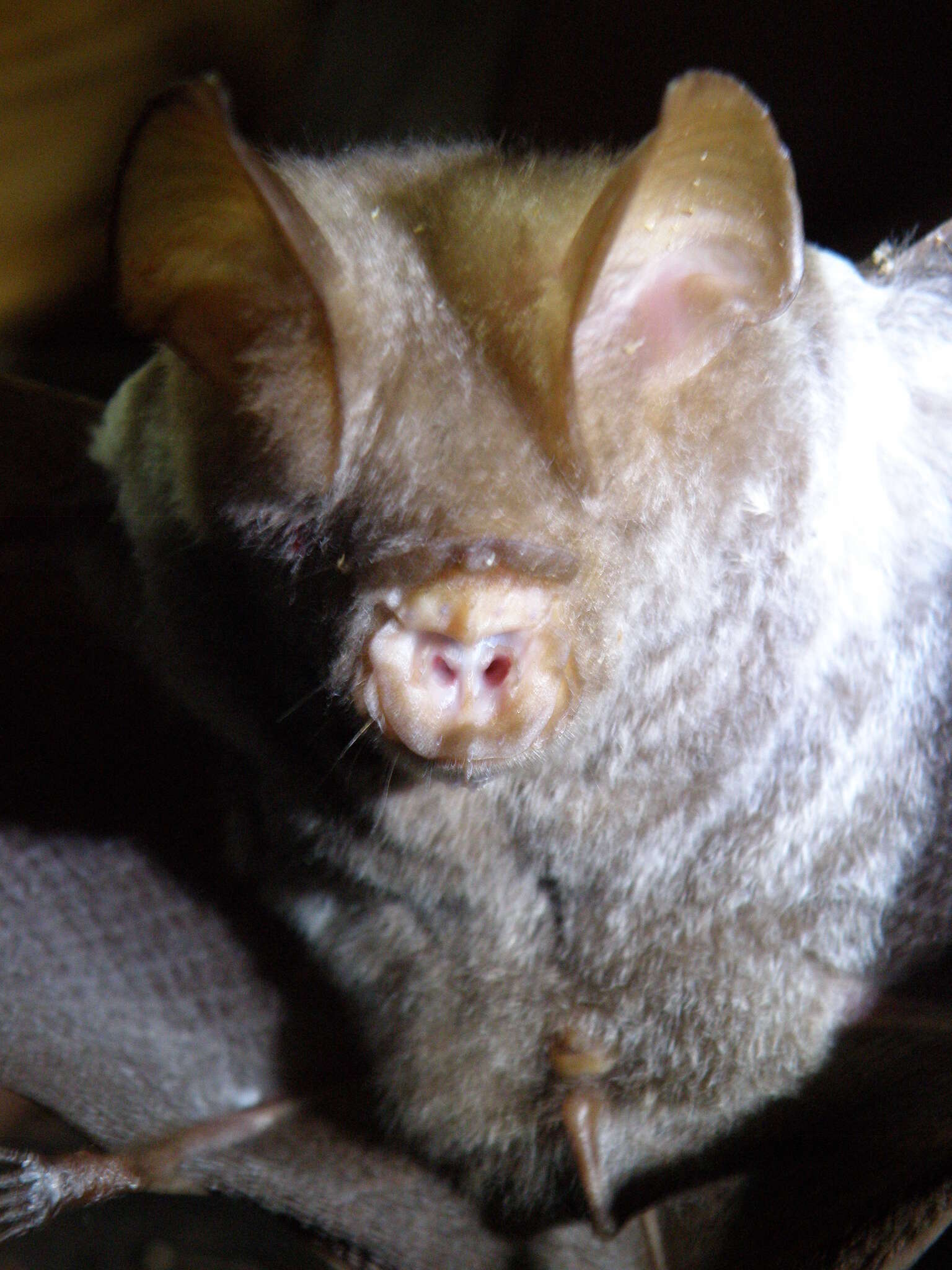 Hipposideros diadema (É. Geoffroy Saint-Hilaire 1813) resmi