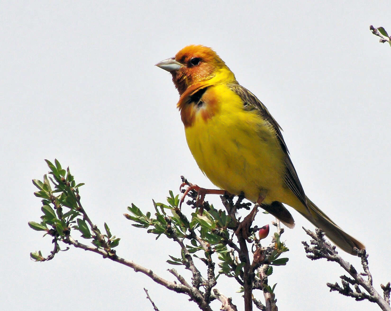 Image of Brown-headed Bunting