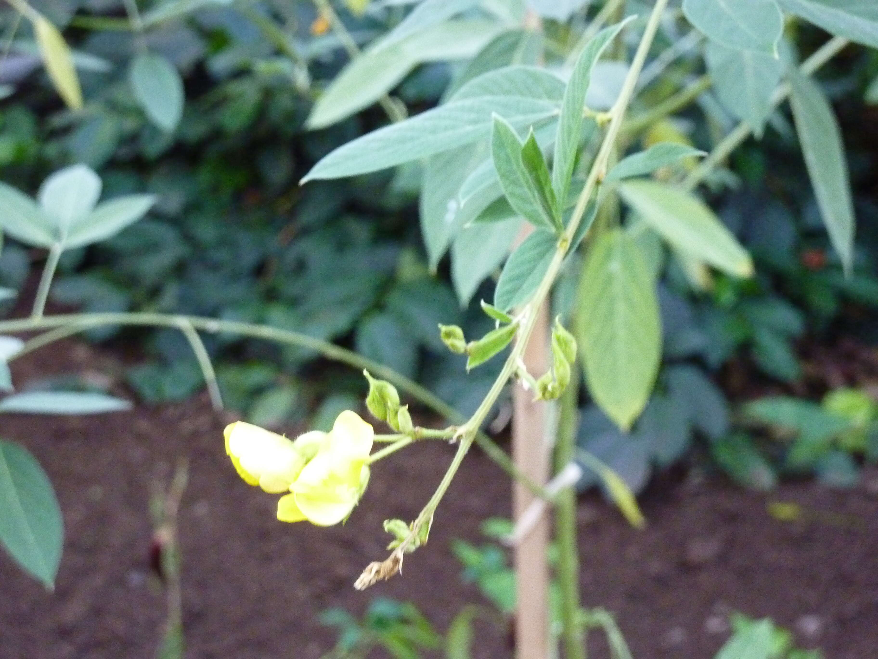 Image of pigeonpea