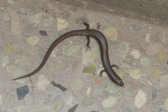 Image of White-spotted Supple Skink