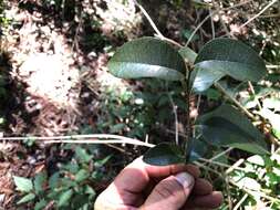 Image of Planchonella myrsinifolia (F. Muell.) Swenson, Bartish & Munzinger