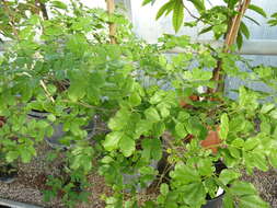 Image of Lignum Vitae