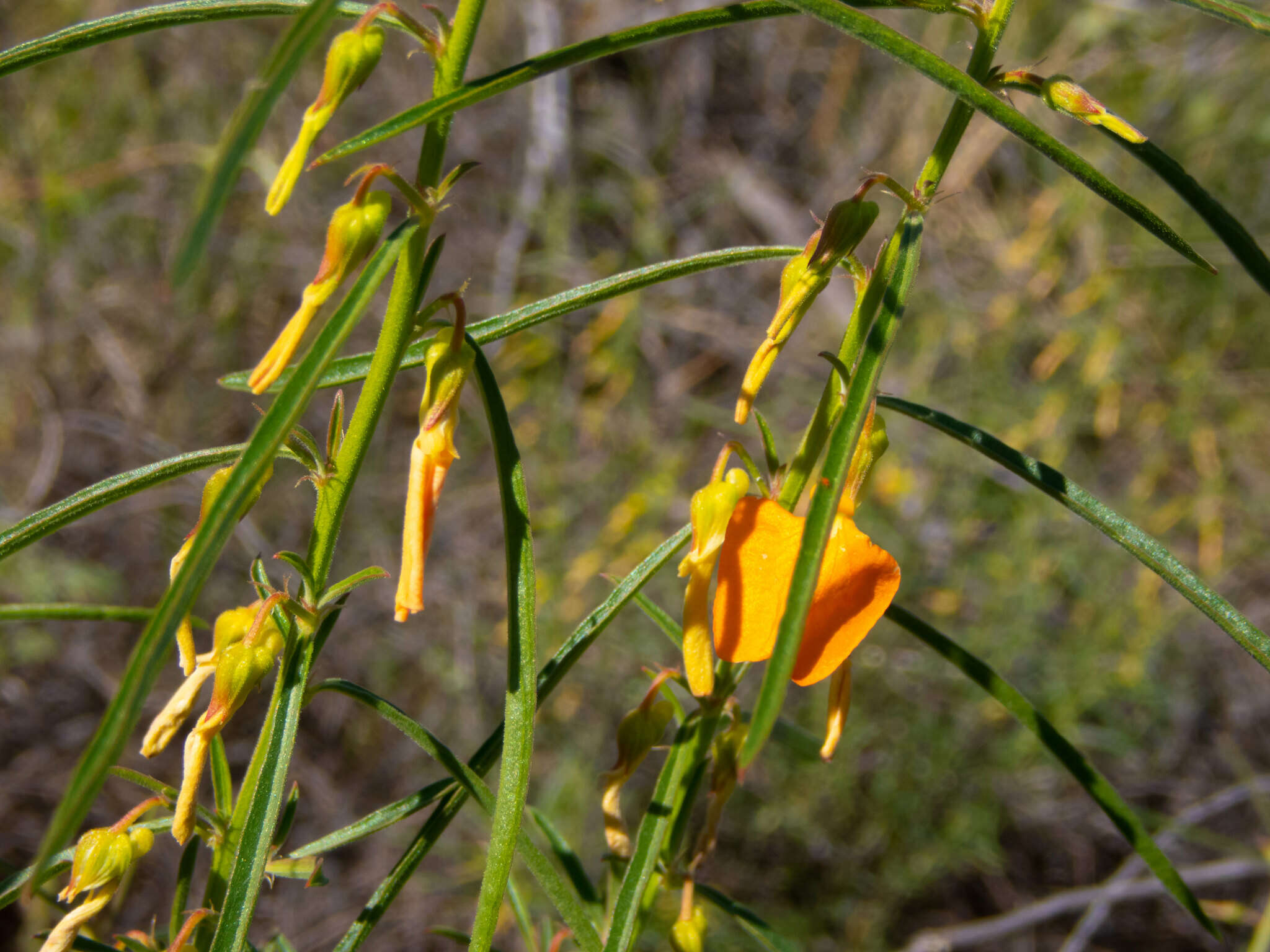 Pigea aurantiaca (F. Muell. ex Benth.) P. I. Forst. resmi