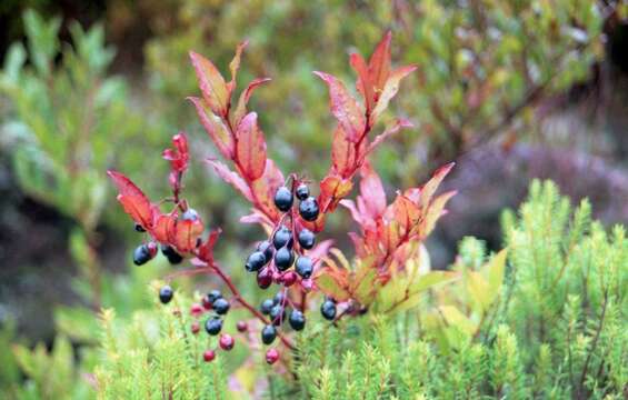 Image of Vaccinium padifolium J. E. Sm.