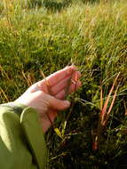 Image of pendantgrass