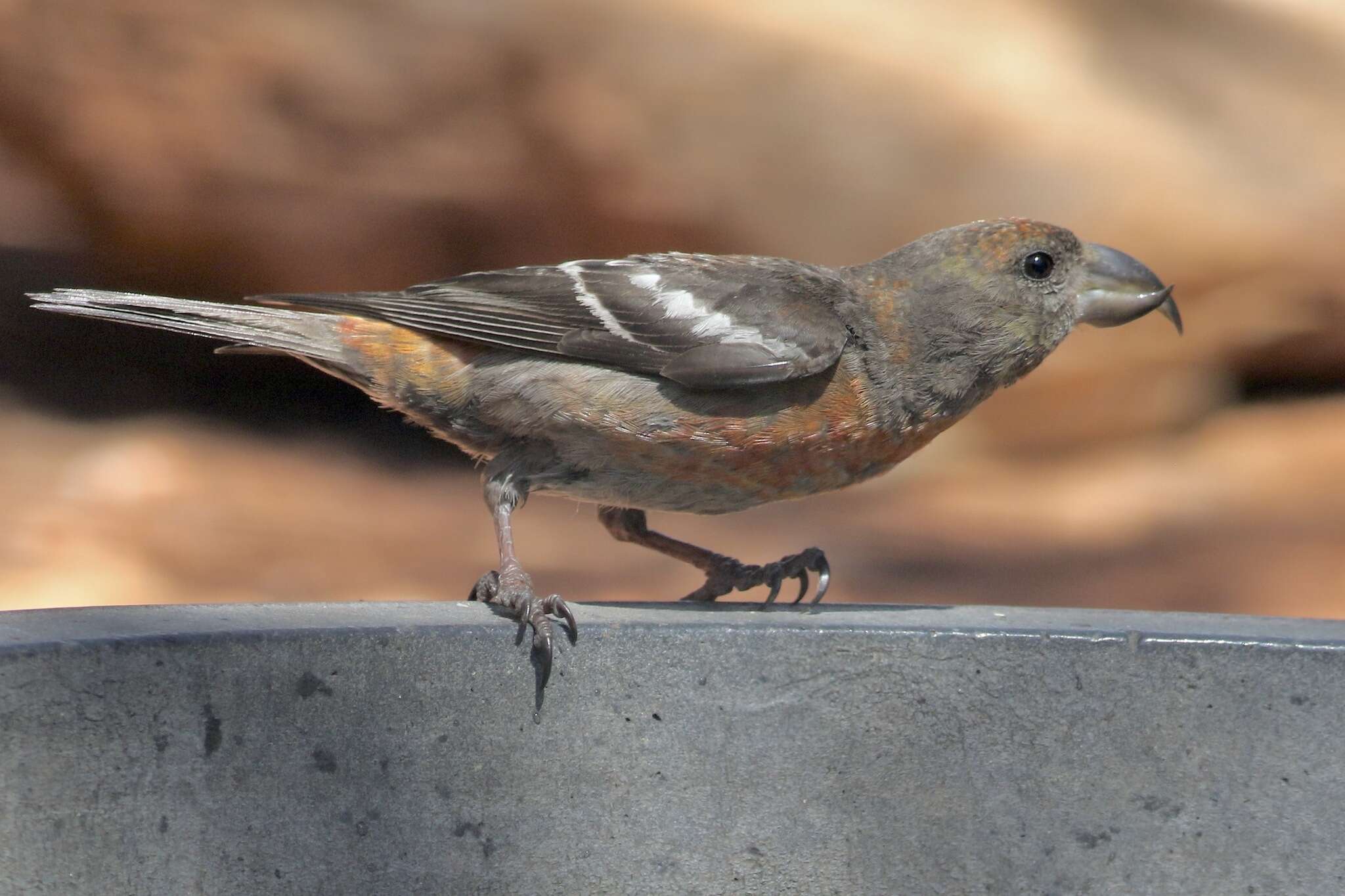 Image of Hispaniolan Crossbill