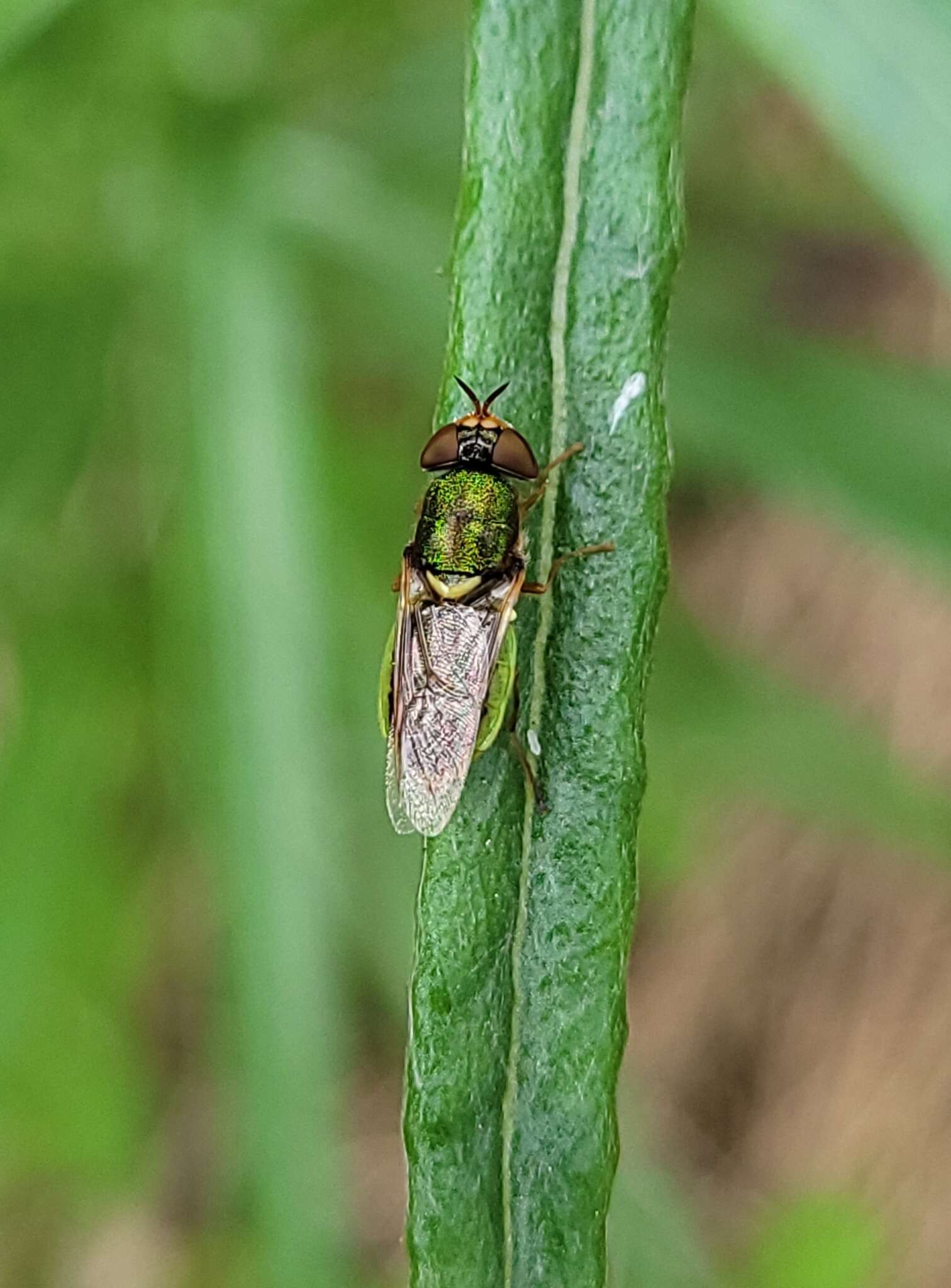 Image of Odontomyia decipiens (Guerin-Meneville 1838)