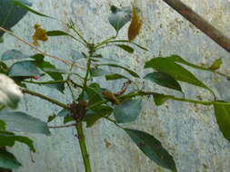 Слика од Ilex paraguariensis A. St.-Hil.