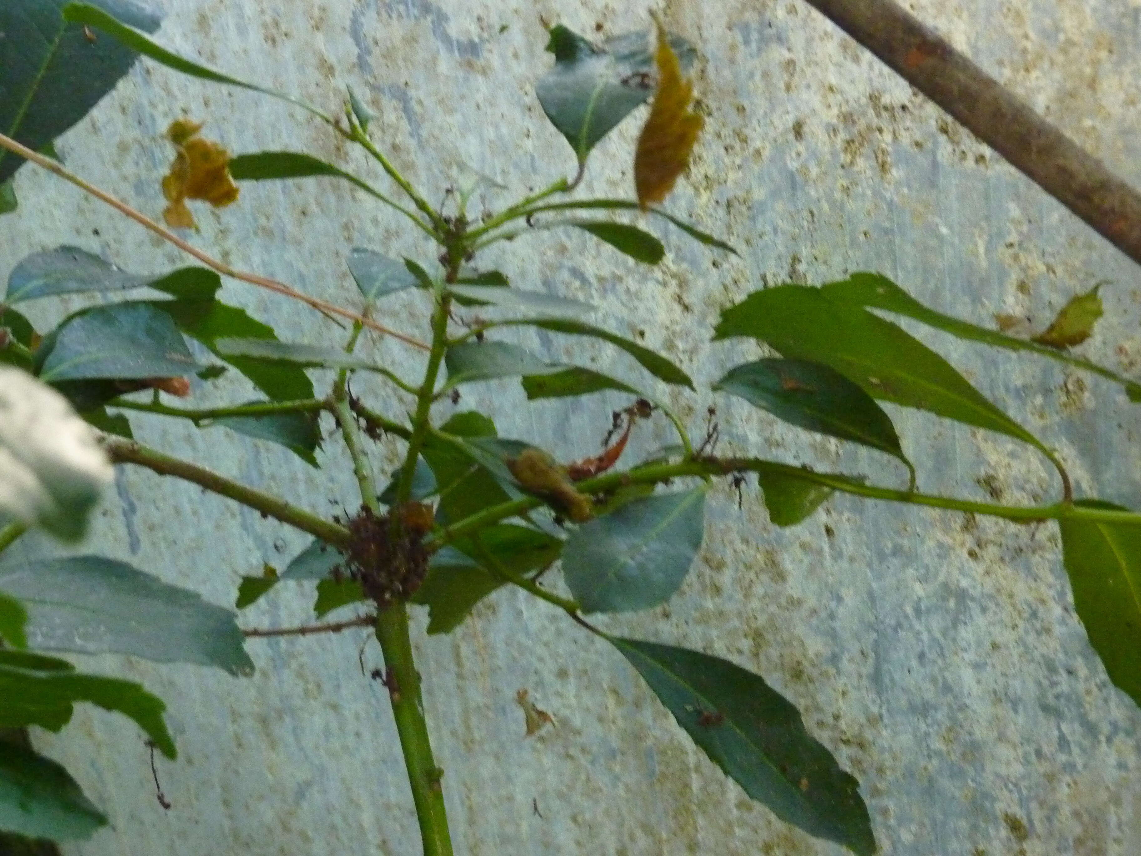 Yerba Mate resmi